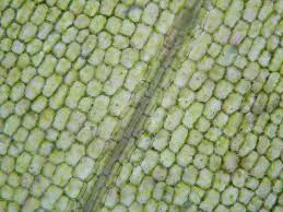 Attēlu rezultāti vaicājumam “Elodea canadensis leaf”