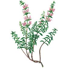 Image result for Bohnenkraut