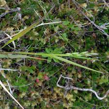 Attēlu rezultāti vaicājumam “Danthonia decumbens bud”
