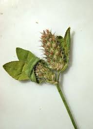 Attēlu rezultāti vaicājumam “Trifolium medium bud”