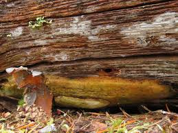 Attēlu rezultāti vaicājumam “Antrodia crassa”