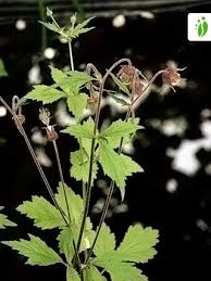 Attēlu rezultāti vaicājumam “Geum rivale leaf”
