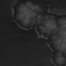 Attēlu rezultāti vaicājumam “Oxyporus corticola”