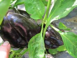 Afbeeldingsresultaat voor purple beauty sweet pepper