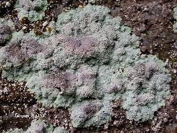 Attēlu rezultāti vaicājumam “Lepraria”