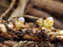 Attēlu rezultāti vaicājumam “Sphaerobolus stellatus”