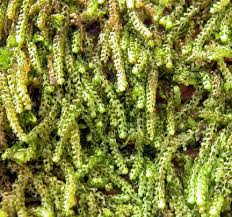 Attēlu rezultāti vaicājumam “Nowellia curvifolia sporophyte”