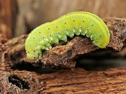 Attēlu rezultāti vaicājumam “Cimbex femoratus larva”