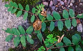 Attēlu rezultāti vaicājumam “Astragalus glycyphyllos leaf”