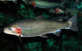 Image result for Oncorhynchus mykiss