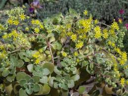 Image result for Aichryson