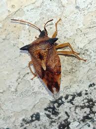 Attēlu rezultāti vaicājumam “Elasmucha ferrugata”