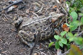 Attēlu rezultāti vaicājumam “Bufonidae”