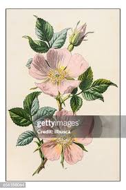 Image result for Rosa canina