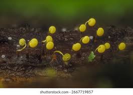 Attēlu rezultāti vaicājumam “Physarum murinum macro”