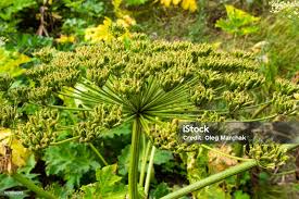 Attēlu rezultāti vaicājumam “Heracleum sosnowskyi flower”