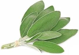 Attēlu rezultāti vaicājumam “Salvia officinalis leaf”