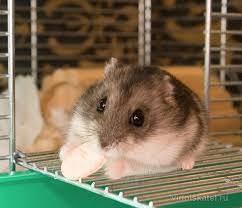 Image result for хомек