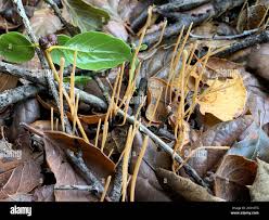 Attēlu rezultāti vaicājumam “Macrotyphula juncea”