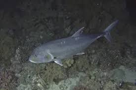 Image result for Caranx ignobilis