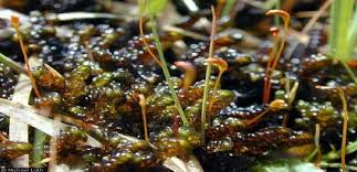 Attēlu rezultāti vaicājumam “Campylium stellatum sporophyte”