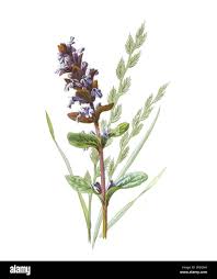 Attēlu rezultāti vaicājumam “Ajuga reptans bud”