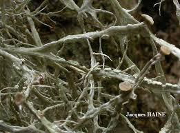 Attēlu rezultāti vaicājumam “Ramalina farinacea”