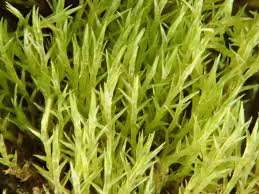 Attēlu rezultāti vaicājumam “Pleuridium subulatum sporophyte”