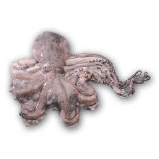 Image result for Octopus vulgaris