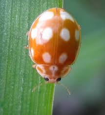 Attēlu rezultāti vaicājumam “Calvia decemguttata”