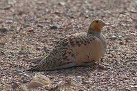 Image result for Syrrhaptes paradoxus