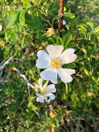 Attēlu rezultāti vaicājumam “Rosa canina”