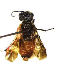 Attēlu rezultāti vaicājumam “Euura brevicornis”