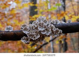 Attēlu rezultāti vaicājumam “Plicaturopsis crispa”