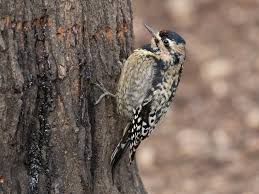 Image result for Sphyrapicus varius