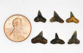 Image result for South Axholme Sharks Asc