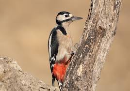 Attēlu rezultāti vaicājumam “Dendrocopos major”