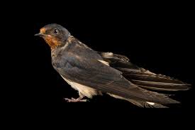 Attēlu rezultāti vaicājumam “Hirundo rustica”