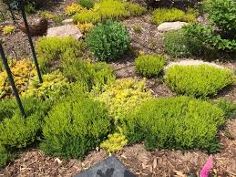 Attēlu rezultāti vaicājumam “Sedum sexangulare”