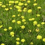 Attēlu rezultāti vaicājumam “Hieracium vulgatum bud”