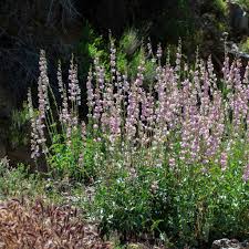 Image result for Penstemon