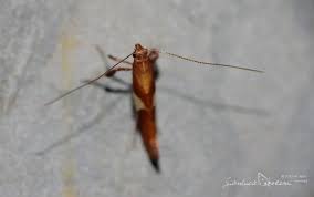 Attēlu rezultāti vaicājumam “Caloptilia stigmatella”