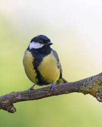 Attēlu rezultāti vaicājumam “Parus major”