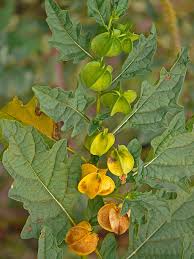 Attēlu rezultāti vaicājumam “Nicandra physalodes fruit”