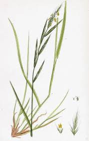 Attēlu rezultāti vaicājumam “Brachypodium sylvaticum leaf”