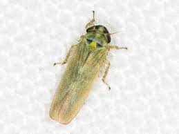 Attēlu rezultāti vaicājumam “Macrosteles nymph”