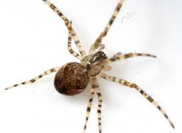 Attēlu rezultāti vaicājumam “Tetragnathidae”
