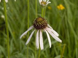 Attēlu rezultāti vaicājumam “Echinacea purpurea leaf”