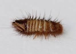 Attēlu rezultāti vaicājumam “Anthrenus museorum”