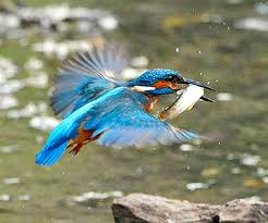 Attēlu rezultāti vaicājumam “Alcedo atthis nest”